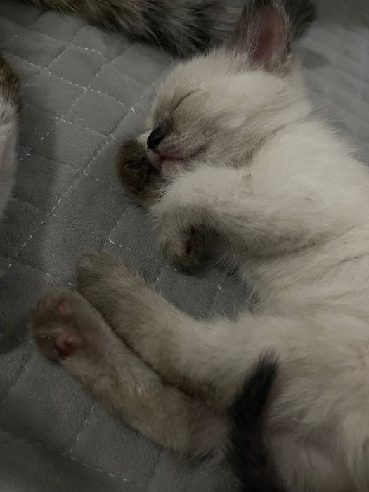 Отдам котенка заботливым людям!