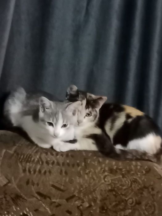 Отдам котят в добрые руки