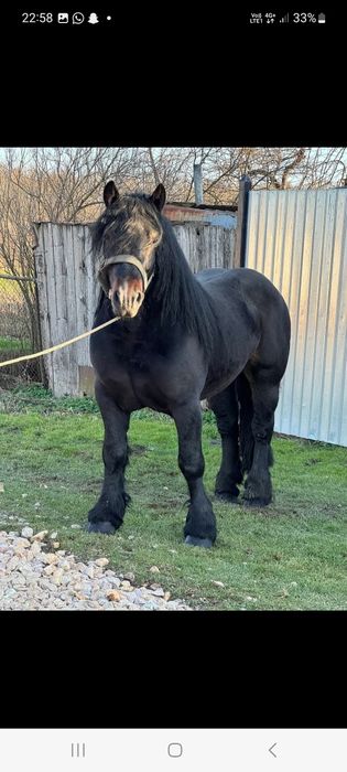 Vând un mânz de 3 ani