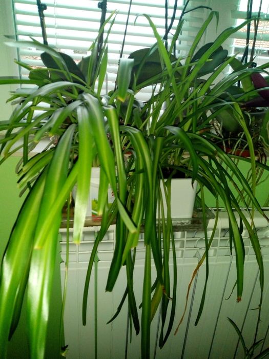 Традесканция рео,кротон,драцена фраганс,кливия,сенсевиера и др.