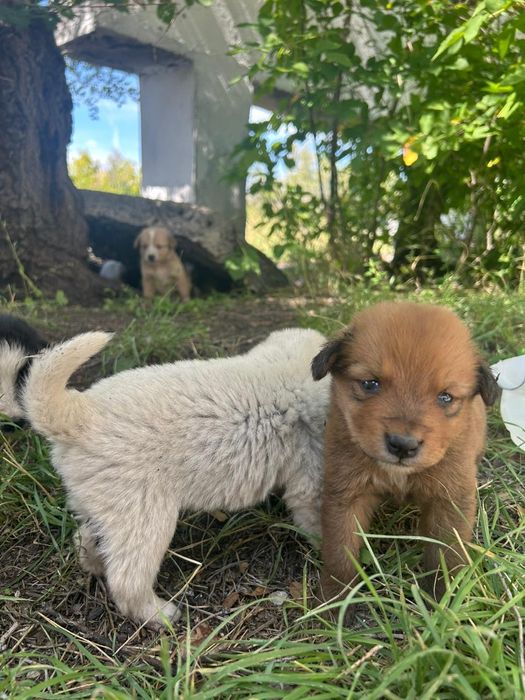 Щенята в добрые руки