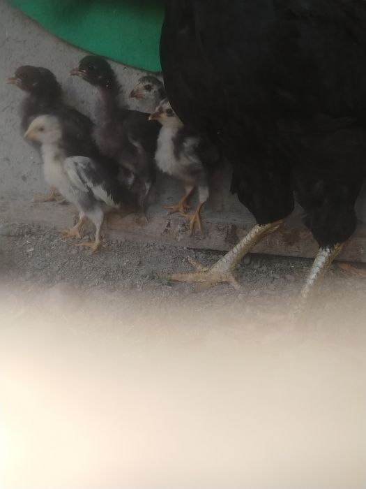 Joja va tovuq sotiladi tez sotiladi  xonaki sog'lom