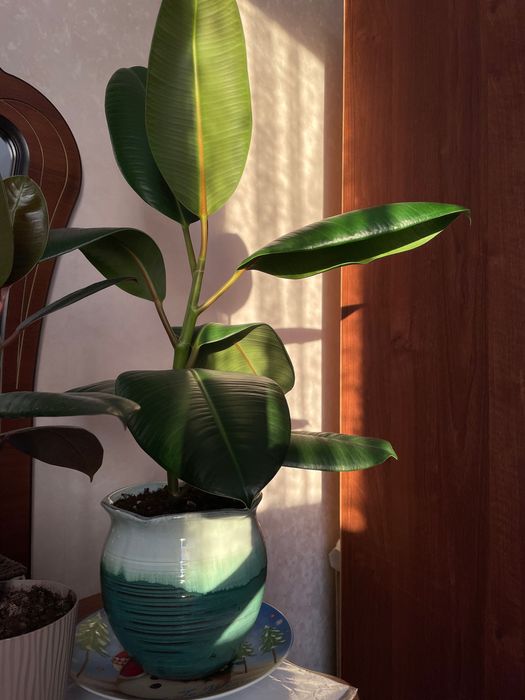 Каучуковый фикус