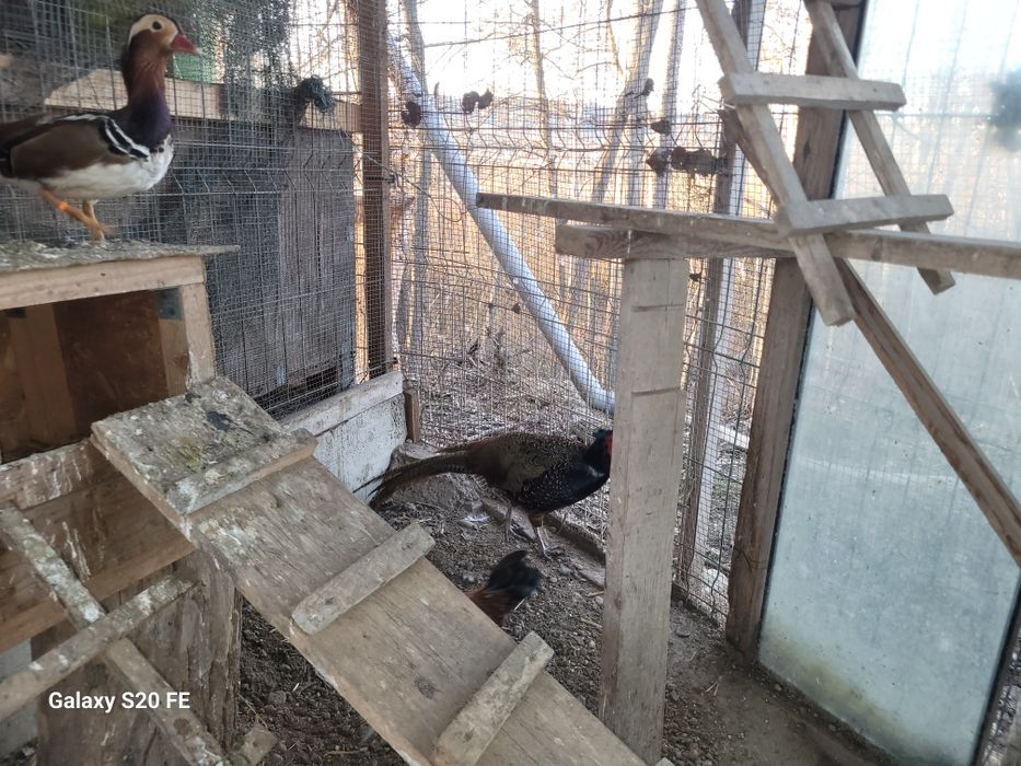 Vând familie de  fazani 2025.