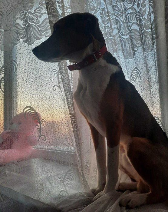 Барни в ответственные руки