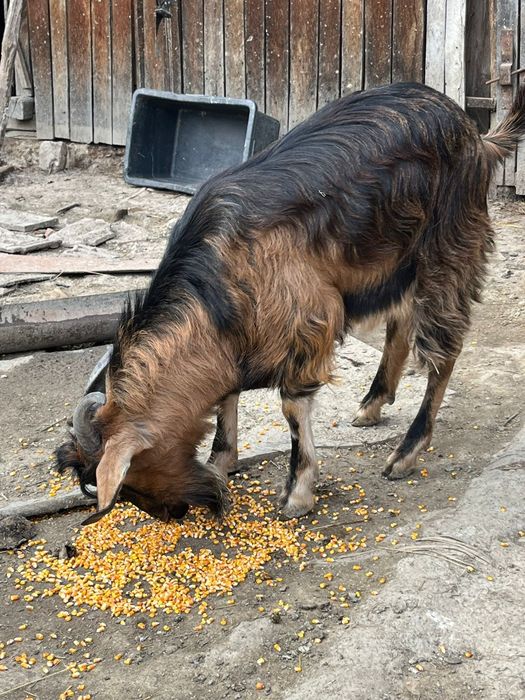 Vând ied , vârstă 1 an , 750 lei negociabil