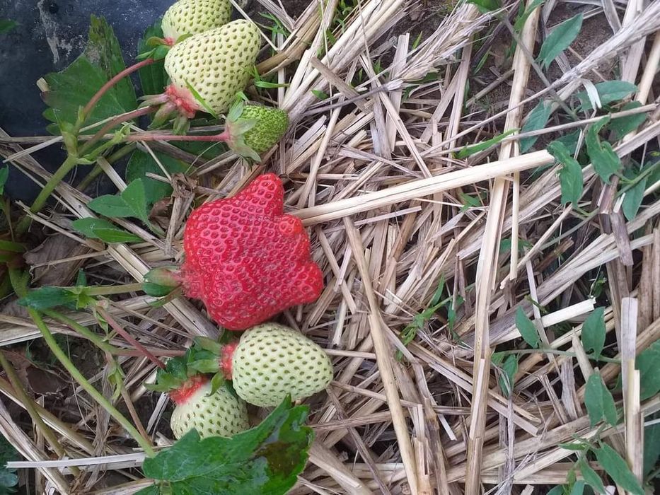 Разсад за ягоди 0.25€ целогодишни сезони и други само сега разполагаме