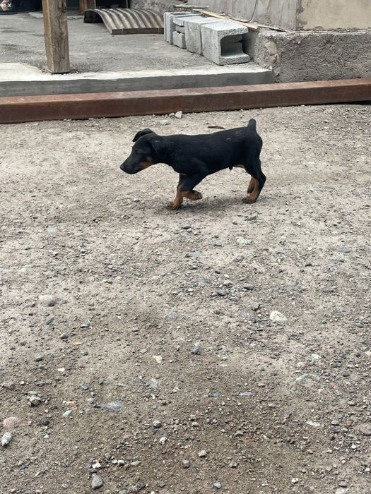 Ягтерьер продается