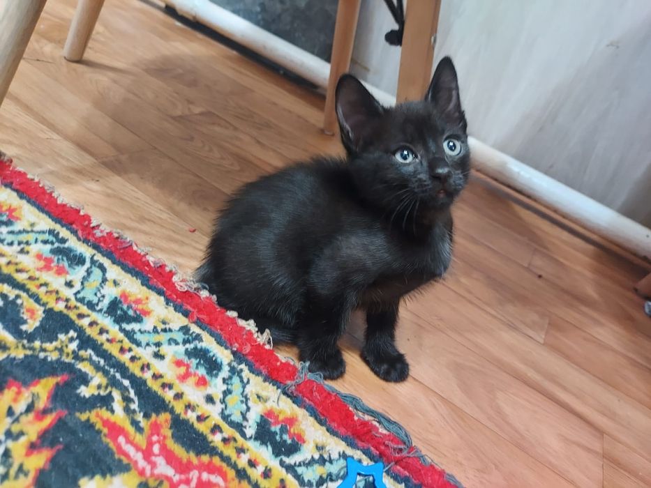 Отдам котят 2 месяца