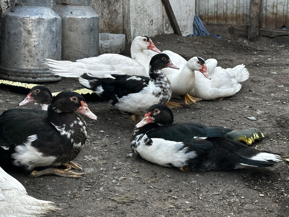 Продам домашних индоуток