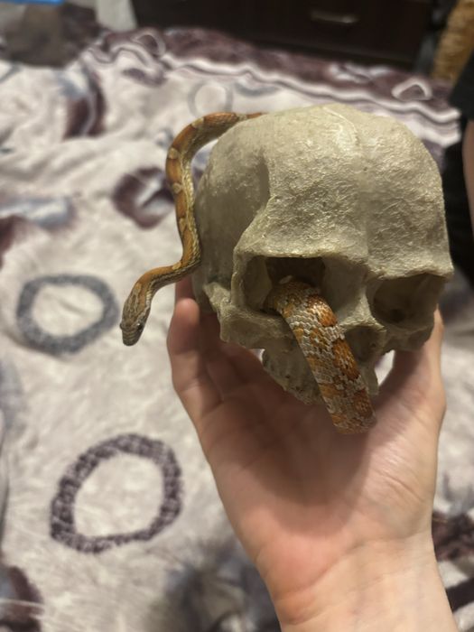 Домашняя змея. Полоз