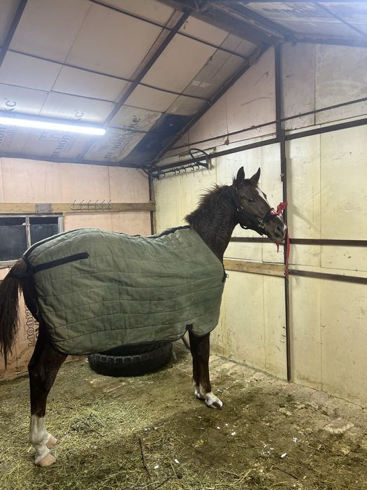 Продаже лошадь жеребчик