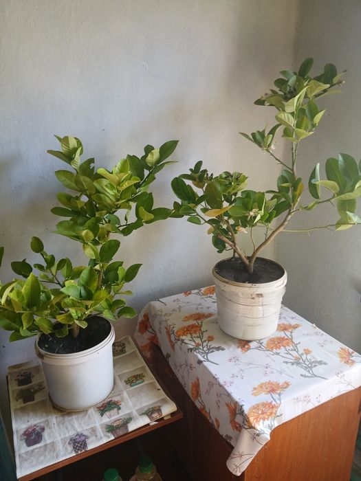 Лимонной дерево лимон