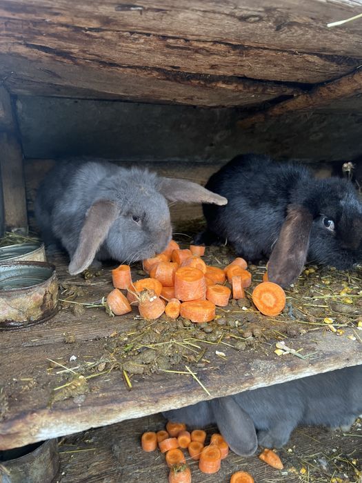 Iepuri berbec germani