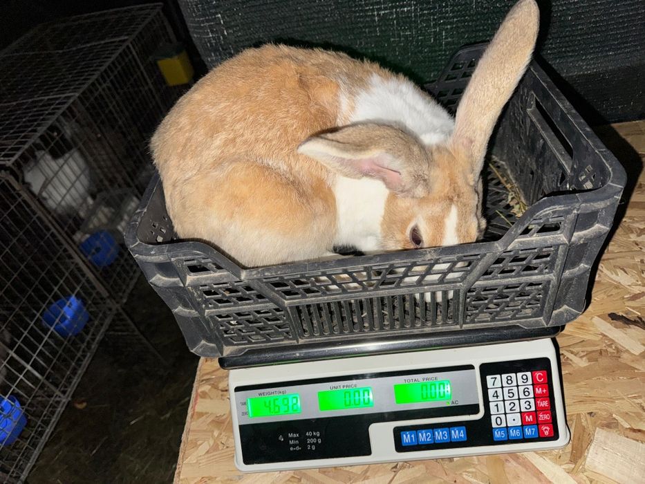 Iepuroi,  9 luni , 150 lei/buc