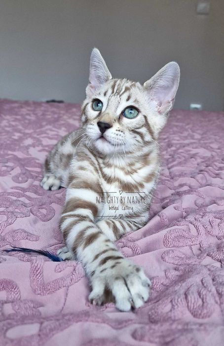Сребърни и снежни бенгалски котенца