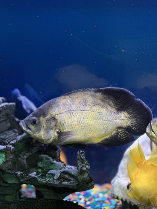 Астранотусы 20-25 см . Пара