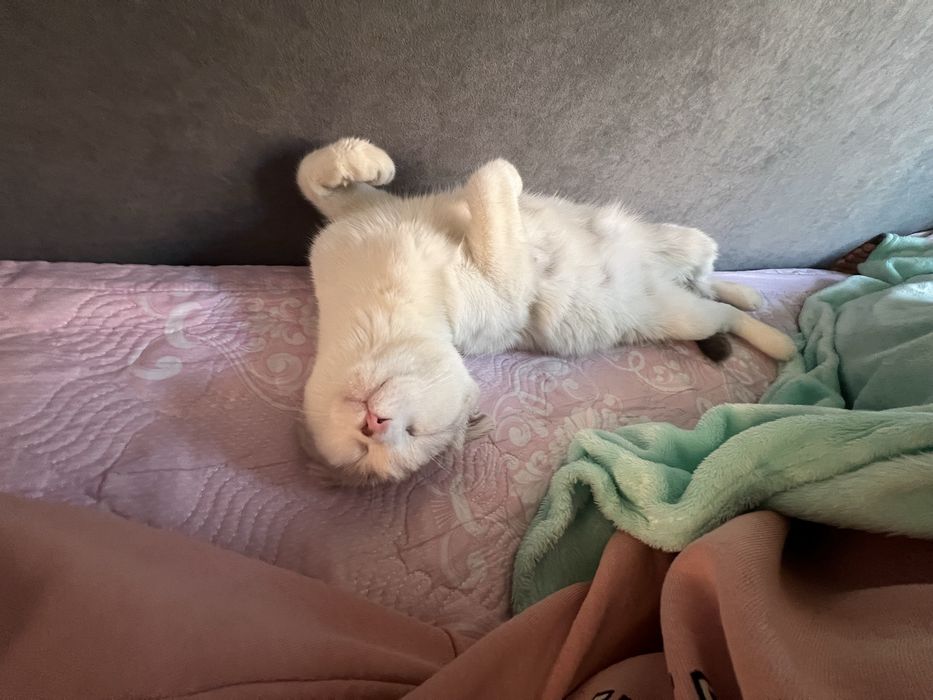 Ласковая кошка ищет себя хозяина