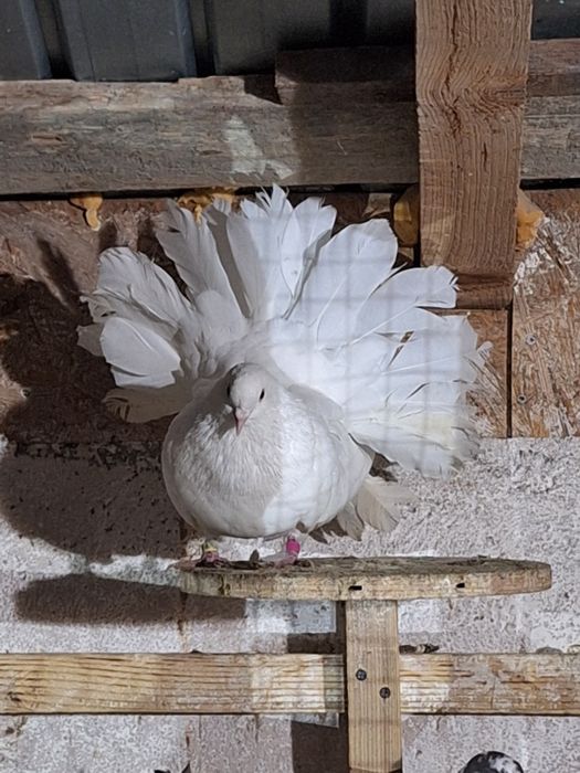 Porumbei rotați/voltați/curcani