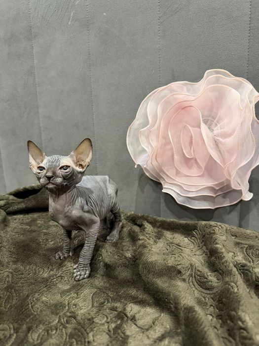 Очаровательные сфинксы