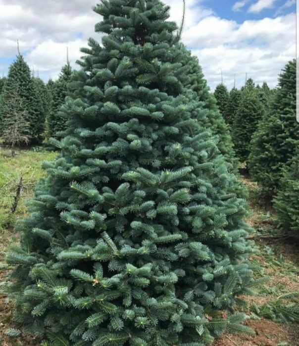 Molid Argintiu Picea Pungens Hopsii, ghiveci, brazi argintii/verzi