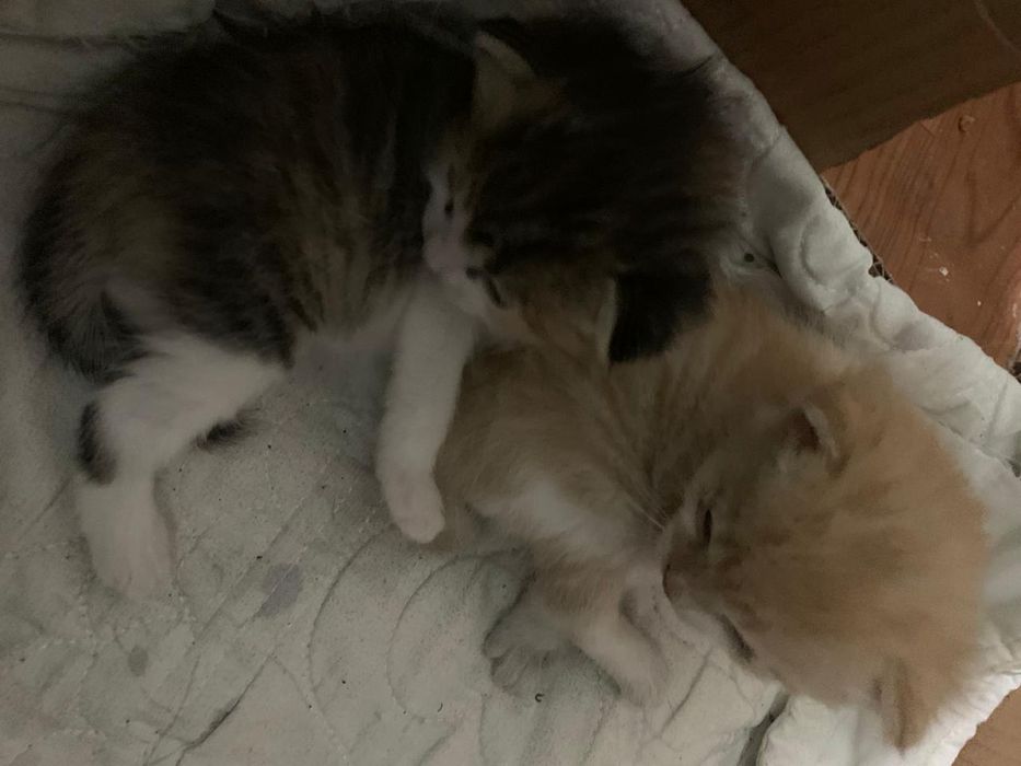 Отдам котят в добрые руки