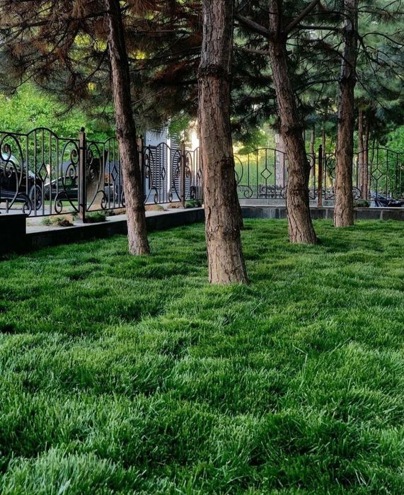 Газон дла вашего агарода