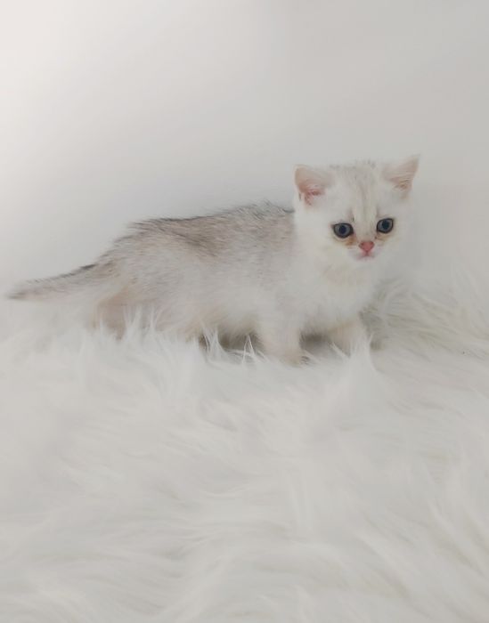 Кошечка БритаНка 2 мес