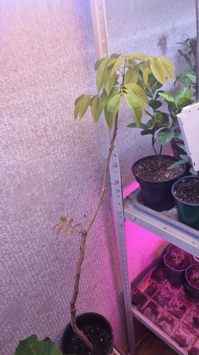 Продам личи и черную сапоту.привитые на бутоне