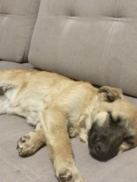 Отдам щенка, девочка