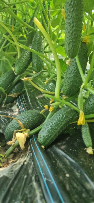 Legume de sezon BIO