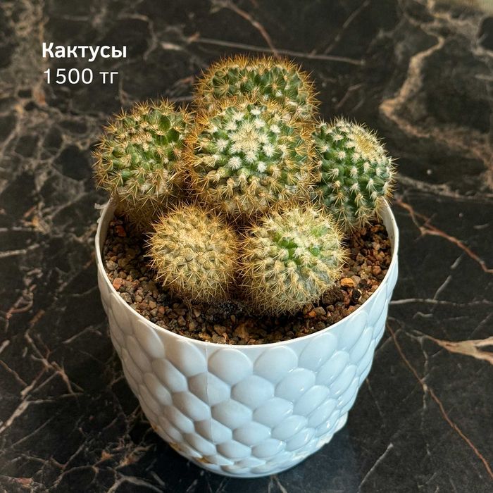 Кактусы, рипсалис