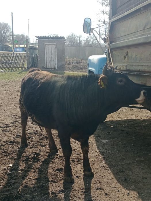 2 жасар бұқа бык