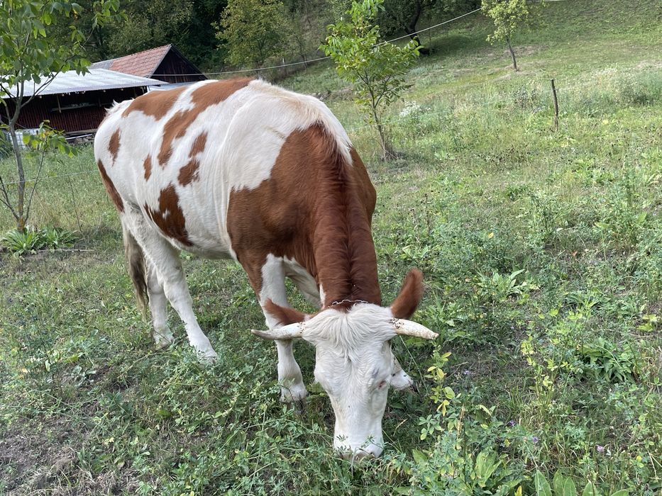Vand juninca de 2 ani