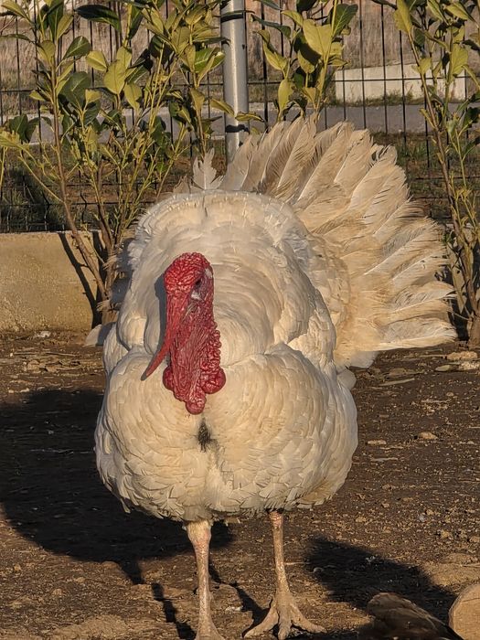 Ouă curcă pentru incubat