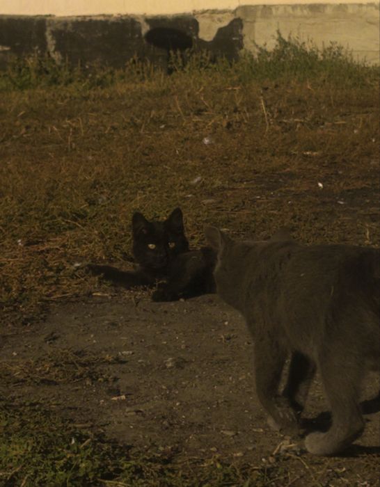 Котенок девочка в добрые руки