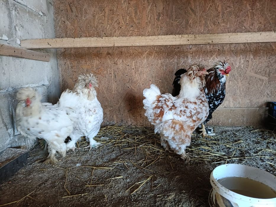 Ouă de strunski standard