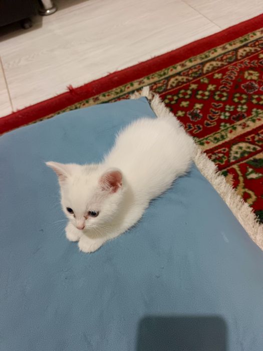 Мушукчалар сотилади