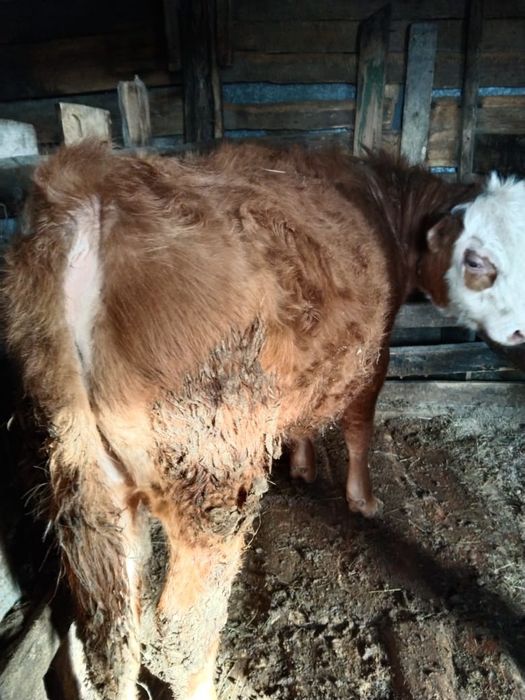 Бука, сиыр, кунажын