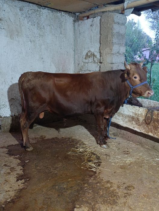 Buqa sotiladi 1 yosh