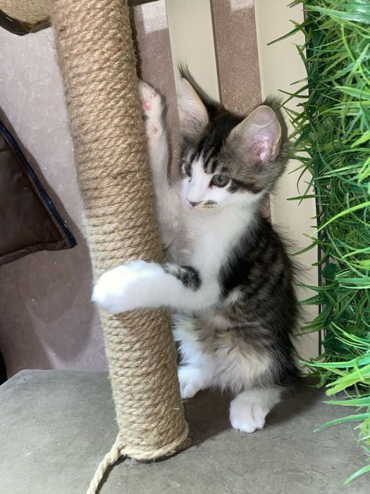 Малыш Мейн кун Wcf в Астане