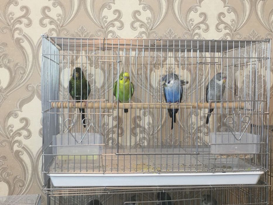 Papugay toti qush perevaznoy qora qanot