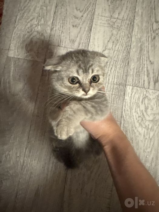 серибристая шиншила