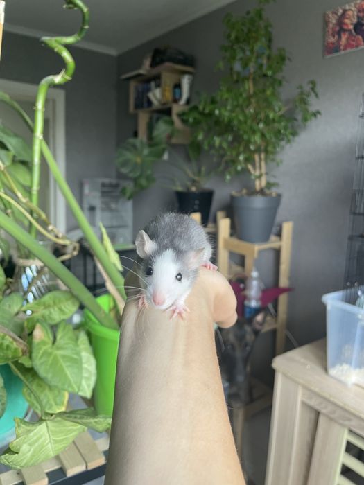 Продам крысят дамбо