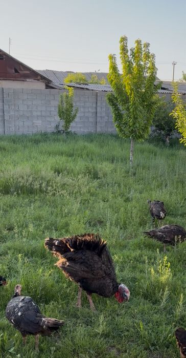 Индюк семейка сатылады