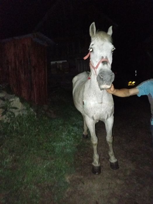 Vând iapa de 10 ani