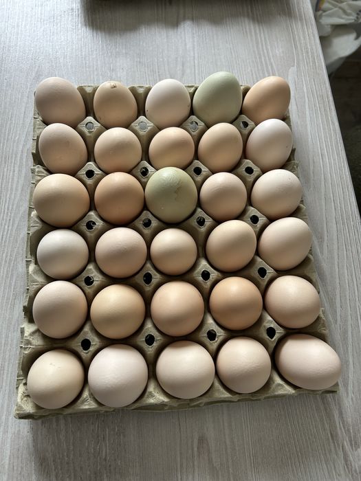Oua de gaina de vanzare 1 leu bucata