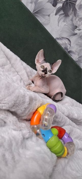 Котик донского сфинкса