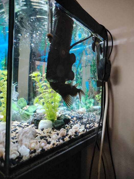 Vând  acvariu complet