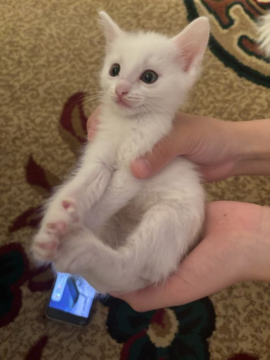 Отдам в добрые руки котят